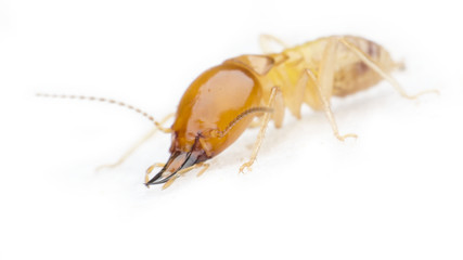 termite
