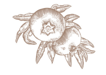 Pomegranates on the branch