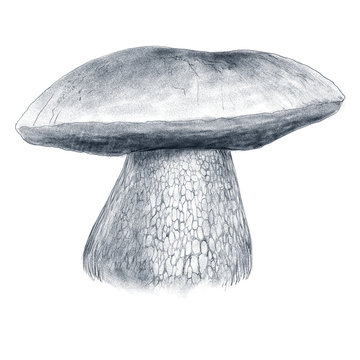 mushroom Dubovik