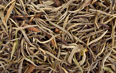 Dried white tea leaf for background texture