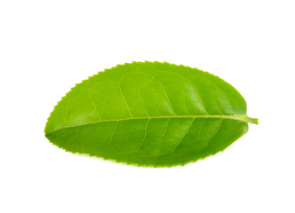 Fototapeta premium green tea leaf isolated on white background