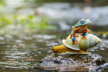Printed kitchen splashbacks Frog frog, frogs, snails, snails, frog are on snails