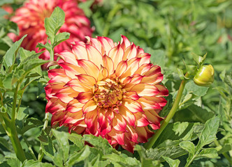 Dahlien, Dahlias