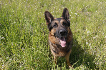 Dog german shepherd on the field in summer day
