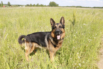 Dog german shepherd on the field in summer day
