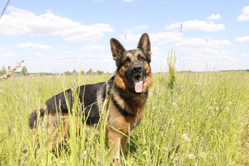 Dog german shepherd on the field in summer day