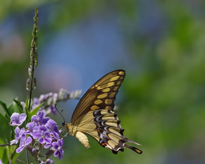  Swallowtail butterfly in a garden.