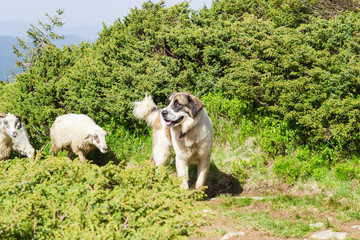 Obraz premium Livestock guardian dog in Carpathian Mountains