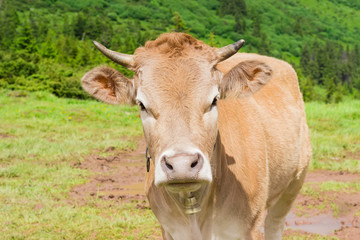 Naklejka na ściany i meble Cow on a mountain pasture closeup