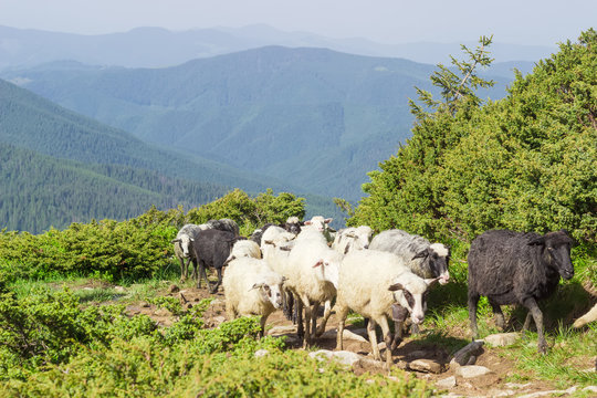 Several sheep on the mountain trail against the mountain ridges