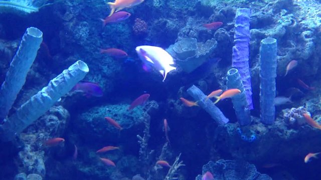 Aquarium &ndash; Misc Small Fish