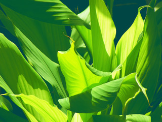 leaf plant closeup green closeup nature background texture
