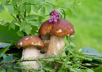 Пара белых грибов