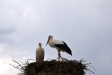 2 Störche im Nest in Kindern Holzen