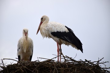 2 Störche im Nest in Kindern Holzen