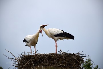 2 Störche im Nest in Kindern Holzen