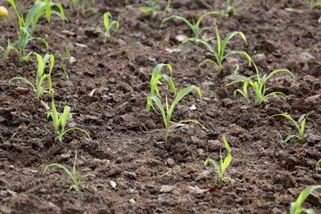 Seedlings of corn in farming area.