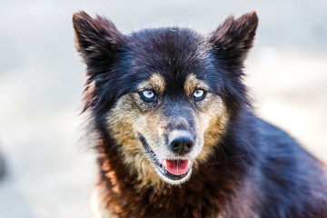 Dog with beautiful blue eyes