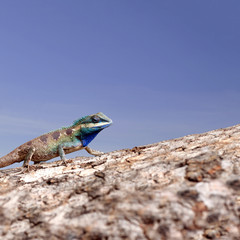 Chameleon on the trunk timber and blue sky background.