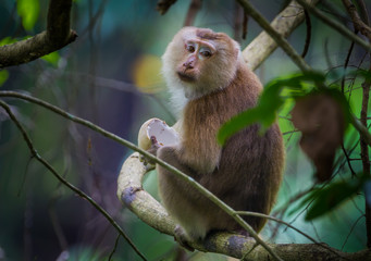 Portrait of Pig-tailed macaque (Macaca nemestrina) in real nature at Khaoyai national park,Thailand