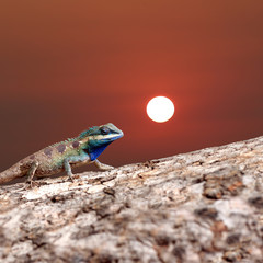Chameleon on the trunk timber and sunset background.