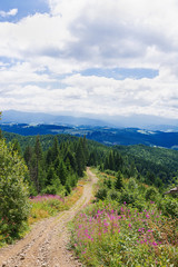 Fototapeta premium Summer morning in the mountains. Carpathian, Ukraine, Europe.