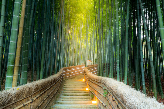 Fototapeta Arashiyama Bamboo Forest