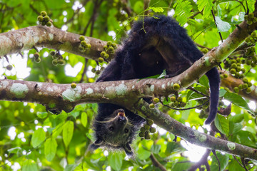 Close up of  Binturong(Arctictis binturong) 