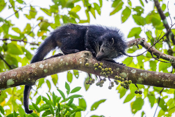 Close up of  Binturong(Arctictis binturong) 