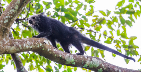 Close up of  Binturong(Arctictis binturong) 