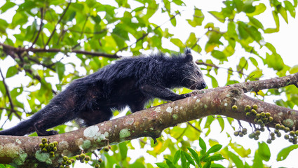 Close up of  Binturong(Arctictis binturong) 