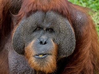 Close up portrait of Orangutan eating banana