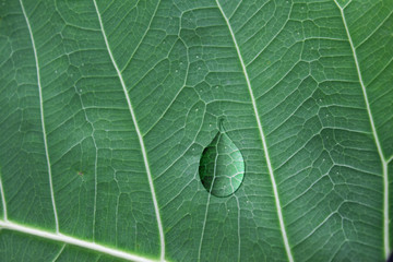 water droplets on a green leaf