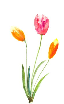 Stylized tulip flowers on white, watercolor illustrator,watercolor painting