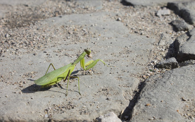 Mantis sits on a rock. Summer