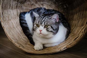 Grey cat in a wooden basket