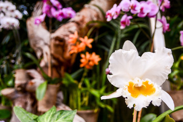 Blooming Flower Background