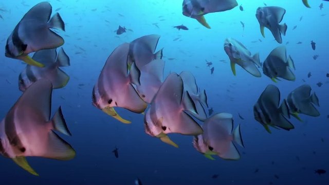 School Flock Butterfly fish on the reef at dusk in search of food in lagoon. Amazing, beautiful underwater marine life world of sea creatures in Maldives. Scuba diving and tourism.