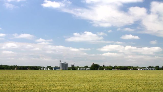 Western Minnesota 12 - Wheat Field and Farm