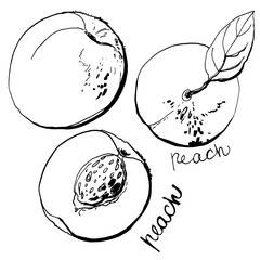 Peaches line drawn on a white background. Sketch peach colors. Fruits and leaves.