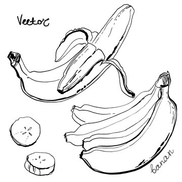 Bananas line drawn on a white background. Sketch of banana colors. Fruits and leaves.