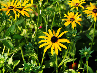 Rudbeckia fulgida 'Goldstrum' (orange coneflower) - beautiful yellow summer flowers  