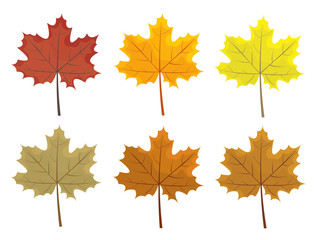 Set of colorful autumn leaves. Cartoon and flat style leafs. White background. Vector illustration.