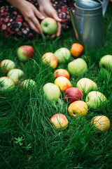 woman with apples on the grass