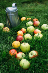 apples on grass