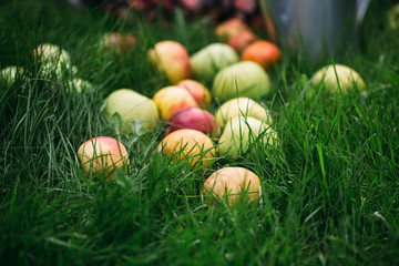 apples on grass