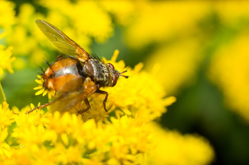 Vespa gialla in primo piano impollina fiore, ape maia, ape, vespa, insetto su fiore, polline fiore...