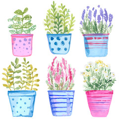Set flowers in pot watercolor.