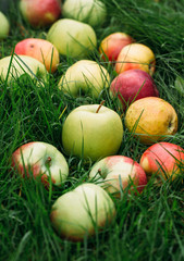 apples on grass