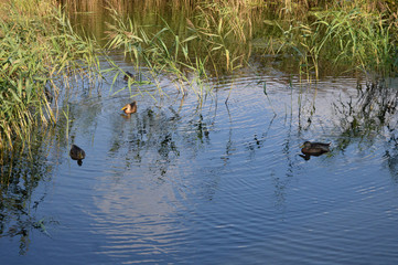 Утки в камышах на озере